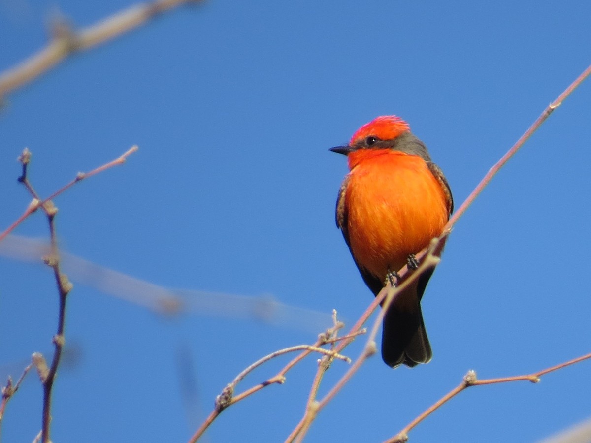 Vermilion Flycatcher - ML646617641