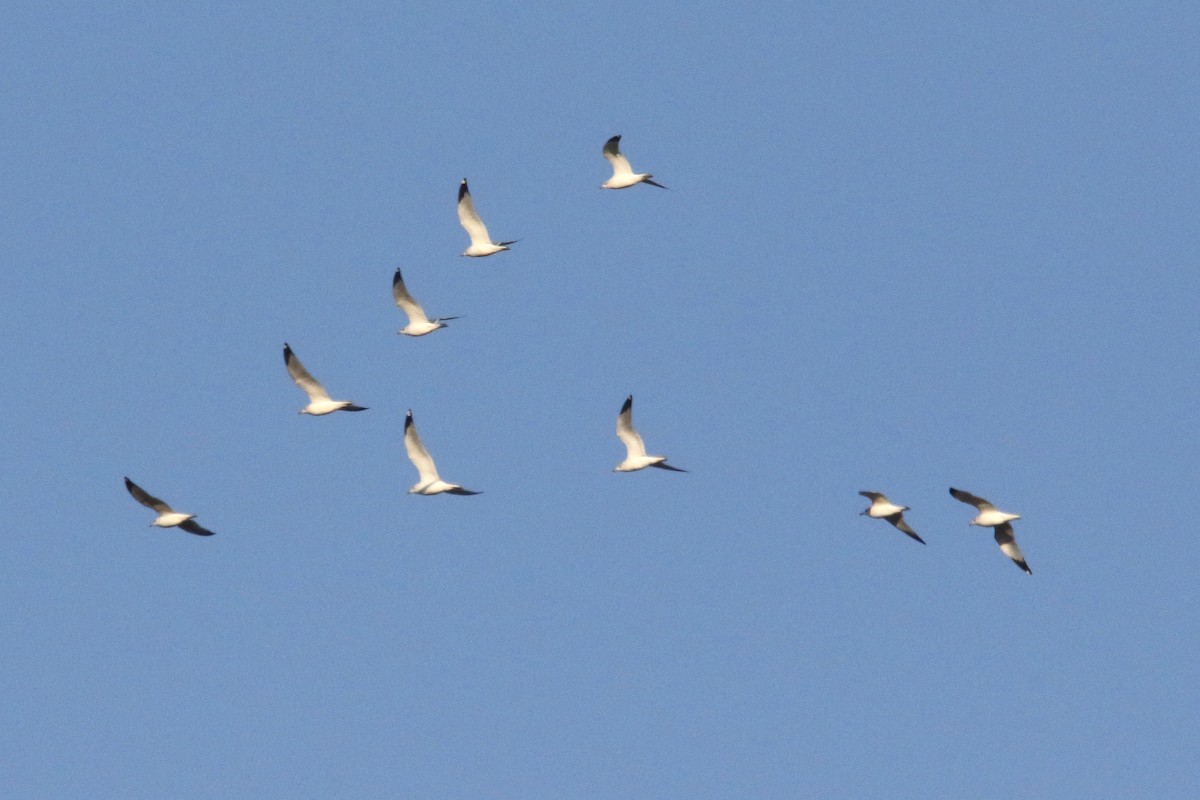 racek kroužkozobý - ML646617643