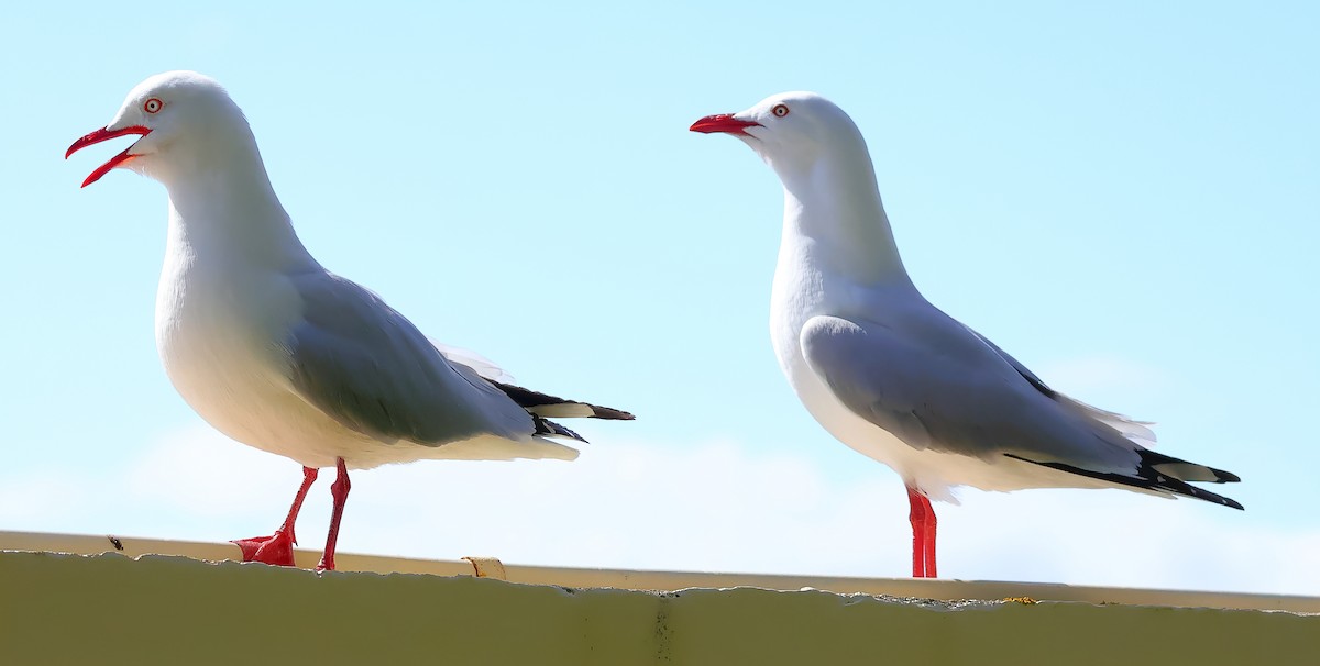 Silver Gull (Silver) - ML646617644
