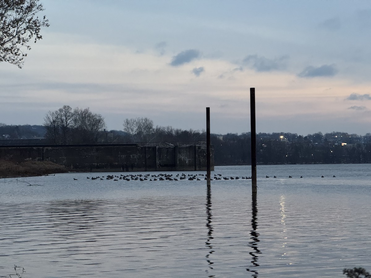 Canada Goose - ML646617645