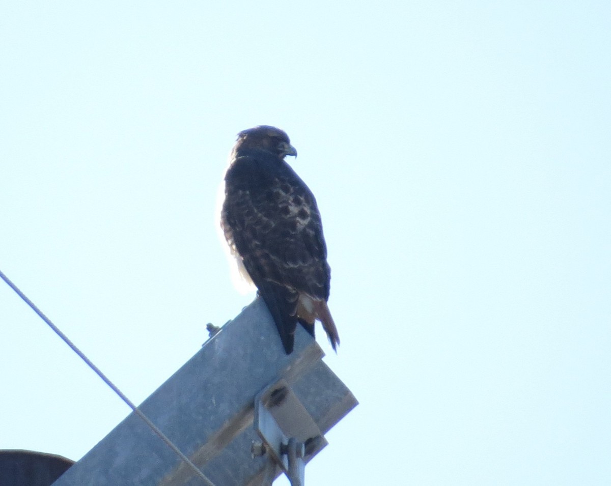 Red-tailed Hawk - ML646617646