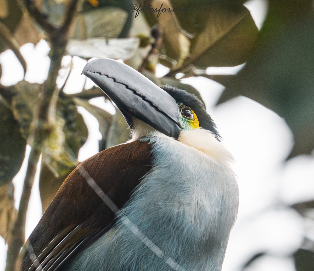 Black-billed Mountain-Toucan - ML646617647