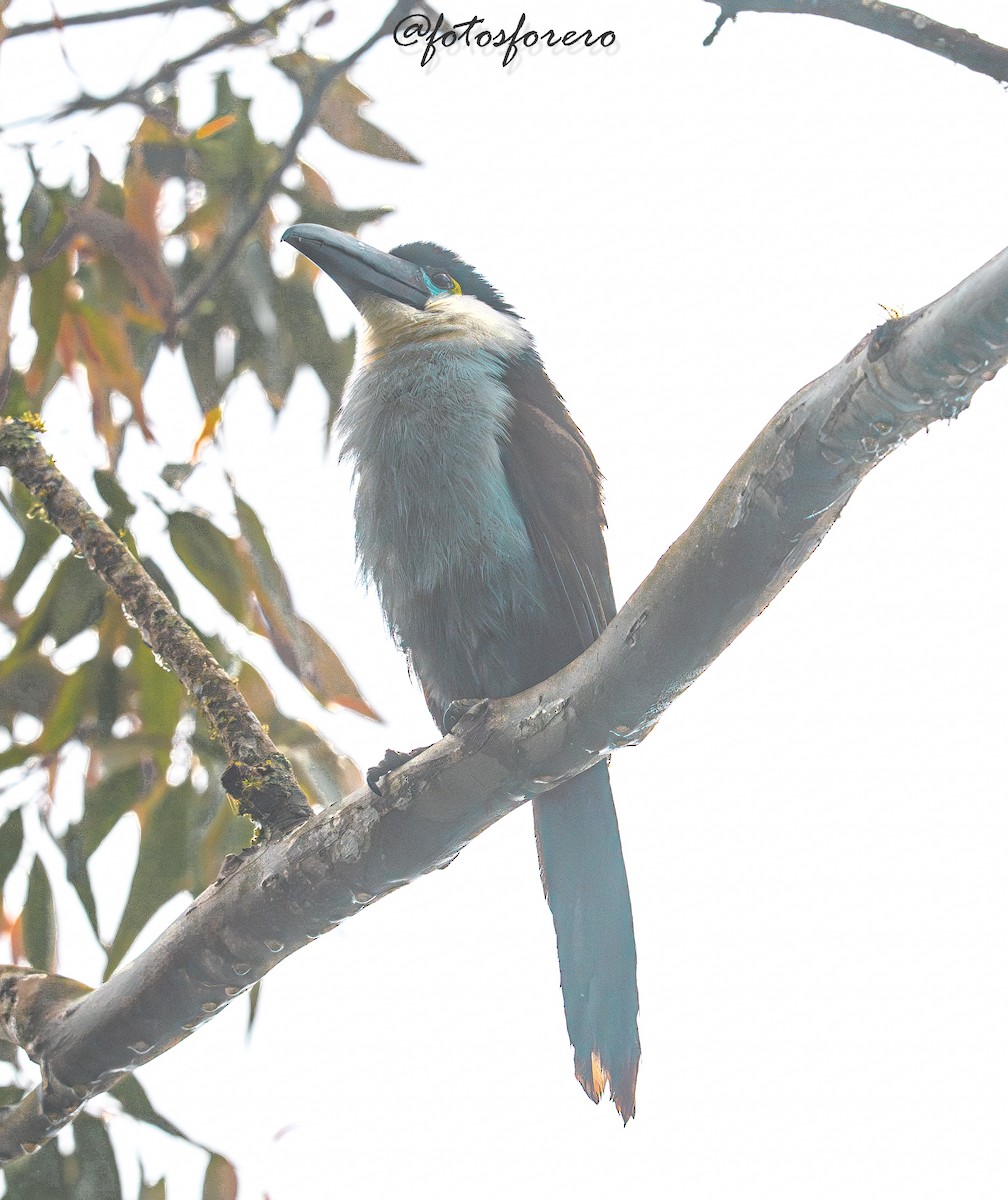 Black-billed Mountain-Toucan - ML646617648