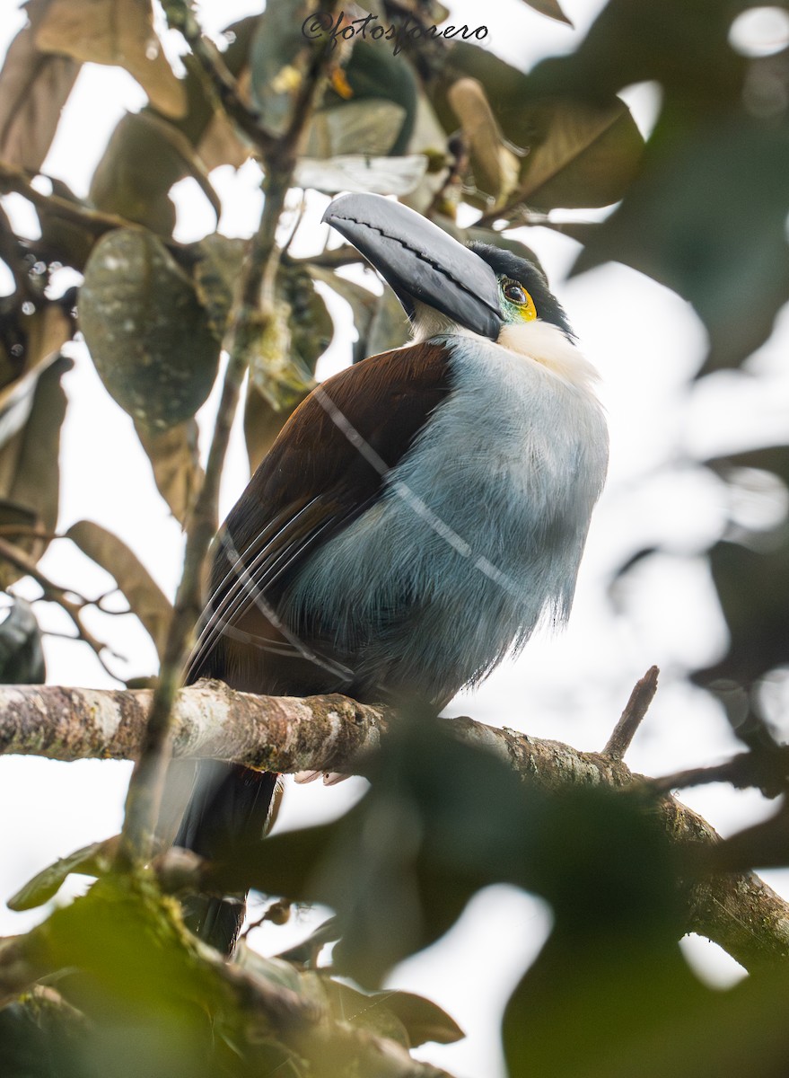 Black-billed Mountain-Toucan - ML646617649