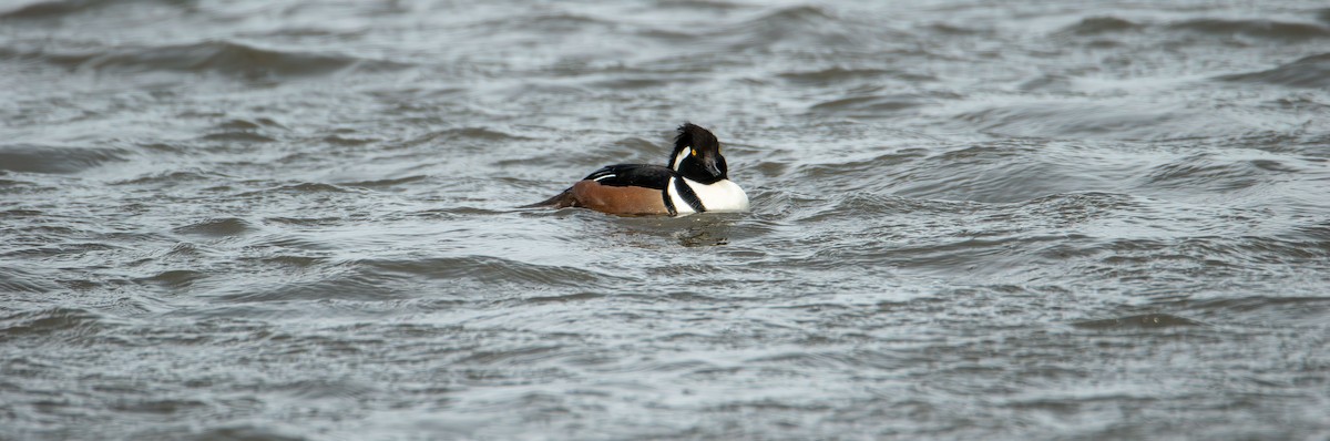 Hooded Merganser - ML646617650