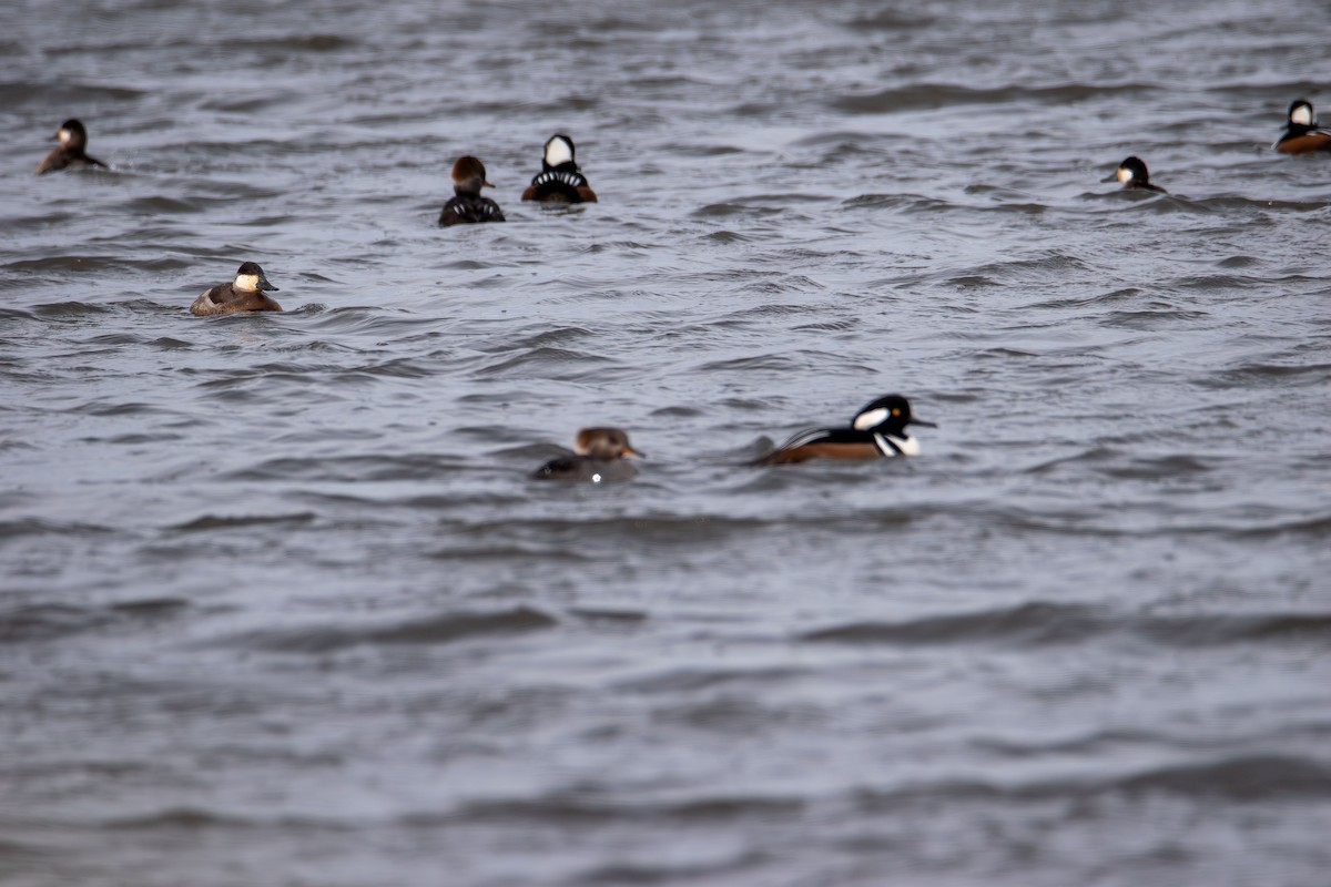 Hooded Merganser - ML646617651