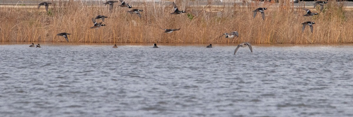 Hooded Merganser - ML646617652