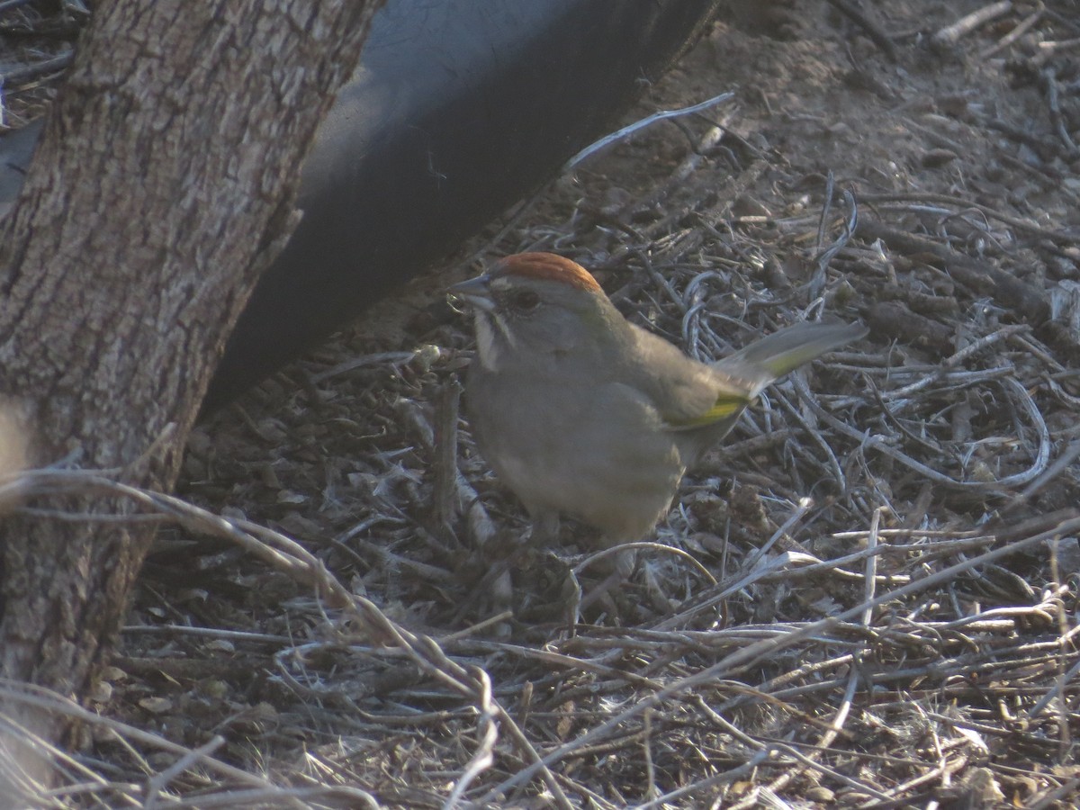 Green-tailed Towhee - ML646617656