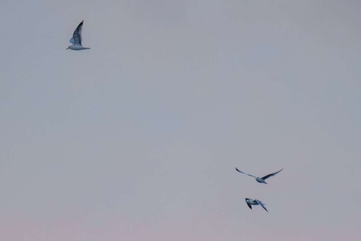 Ring-billed Gull - ML646617657