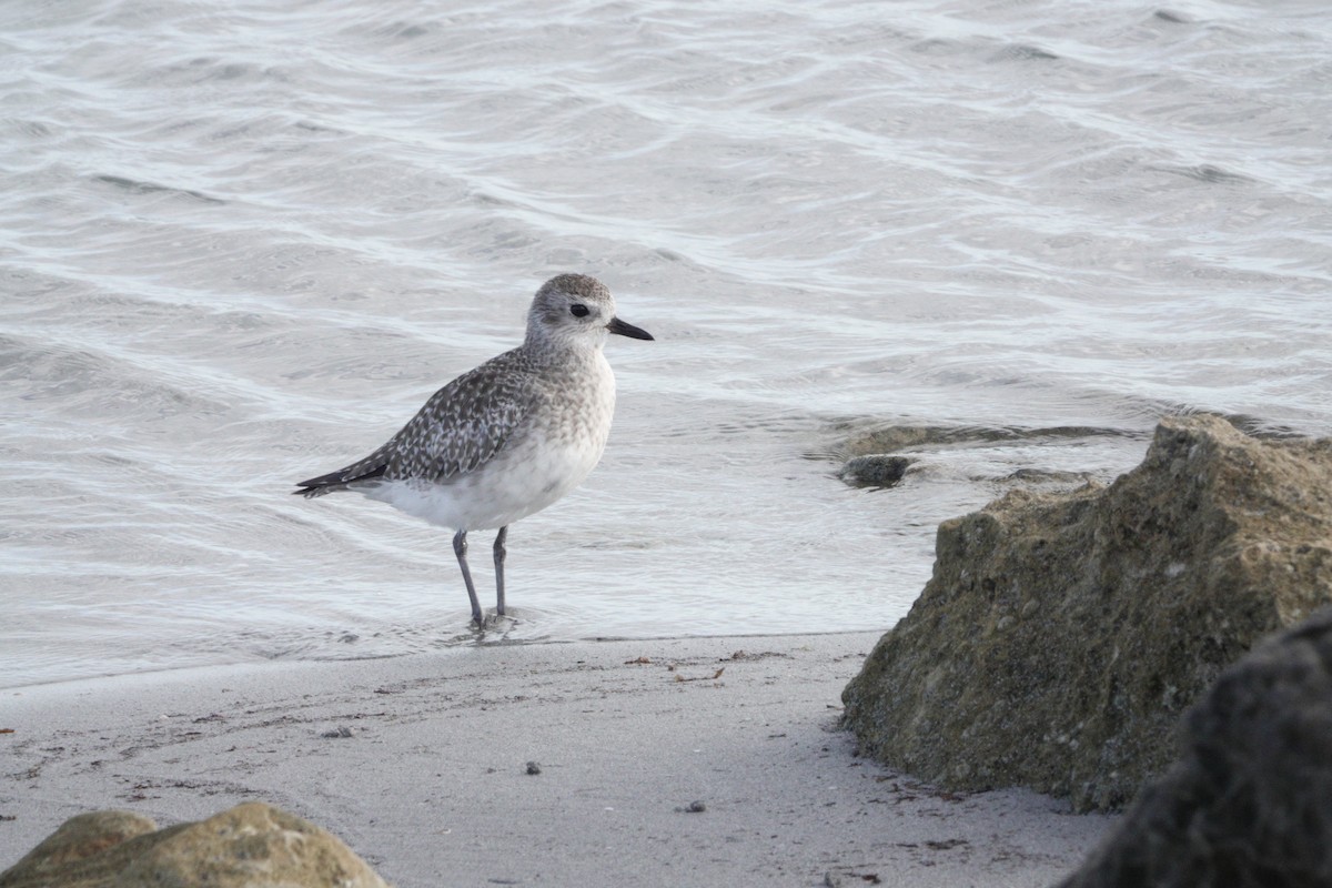 Black-bellied Plover - ML646617658