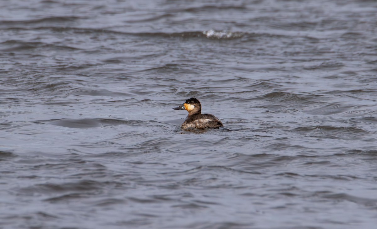 Ruddy Duck - ML646617659