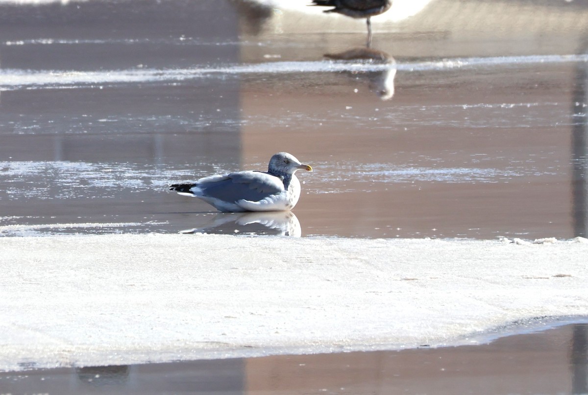 American Herring Gull - ML646617660
