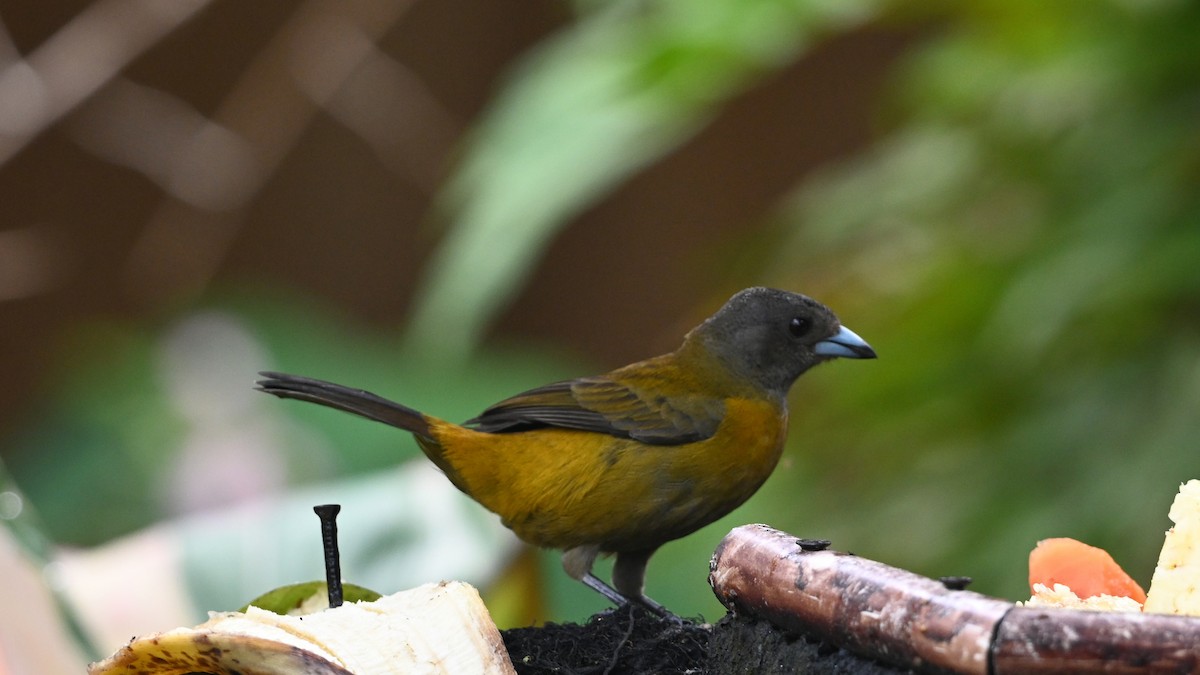 Scarlet-rumped Tanager - ML646617661