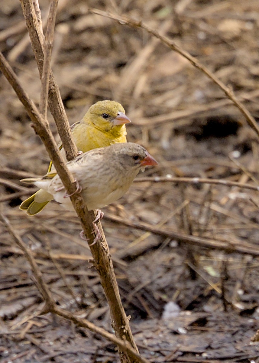 Red-billed Quelea - ML646617662