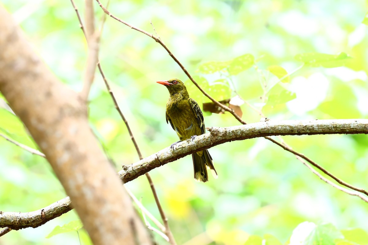 Green Oriole - ML646617664