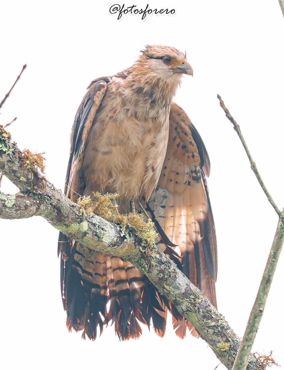 Yellow-headed Caracara - ML646617665