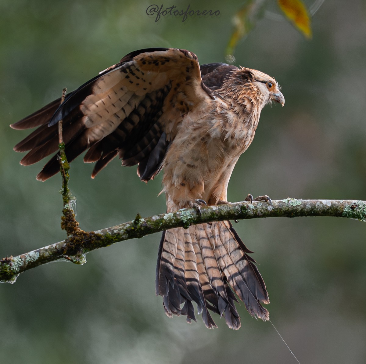 Yellow-headed Caracara - ML646617666