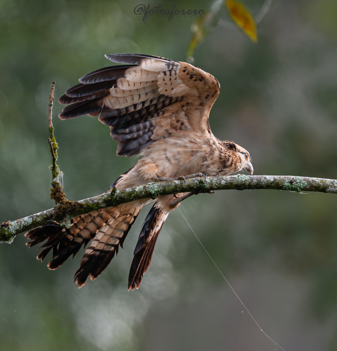 Yellow-headed Caracara - ML646617667
