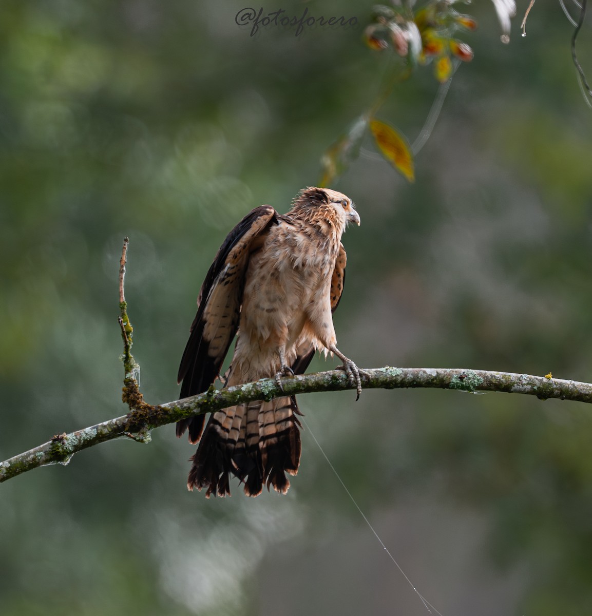 Yellow-headed Caracara - ML646617668