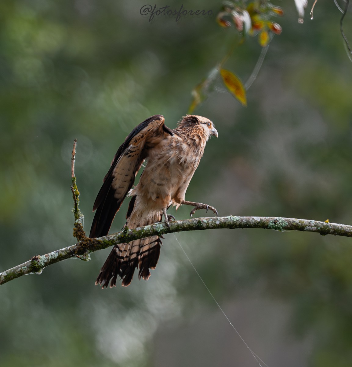 Yellow-headed Caracara - ML646617669