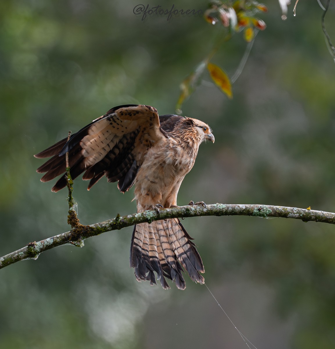 Yellow-headed Caracara - ML646617670