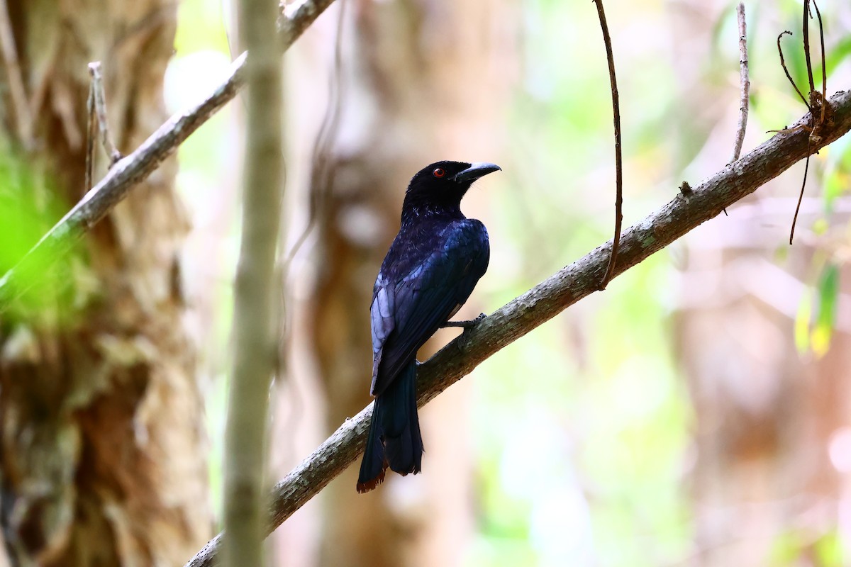 Spangled Drongo - ML646617676