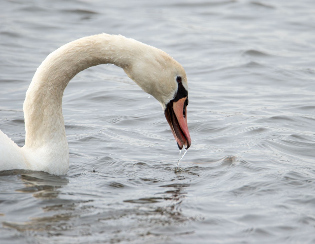 Mute Swan - ML646617677