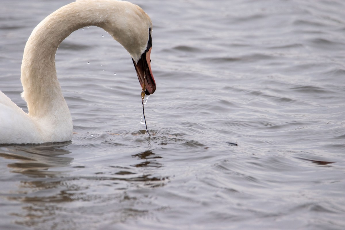 Mute Swan - ML646617678