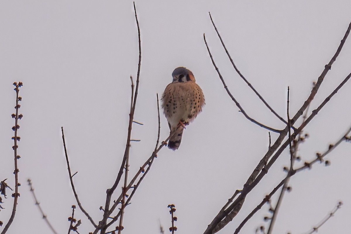 American Kestrel - ML646617679
