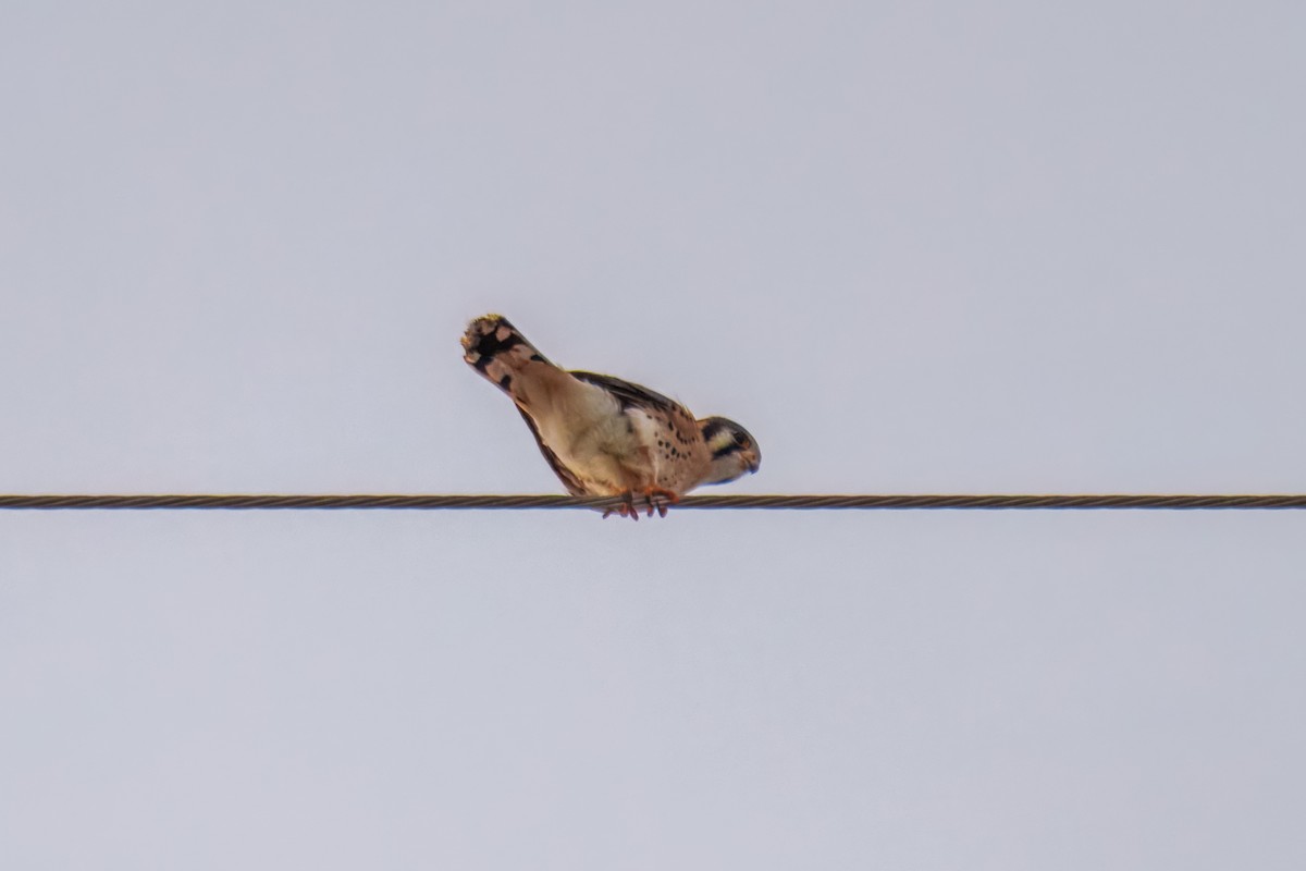American Kestrel - ML646617680