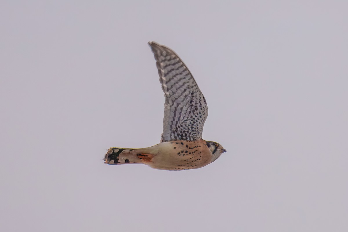 American Kestrel - ML646617681