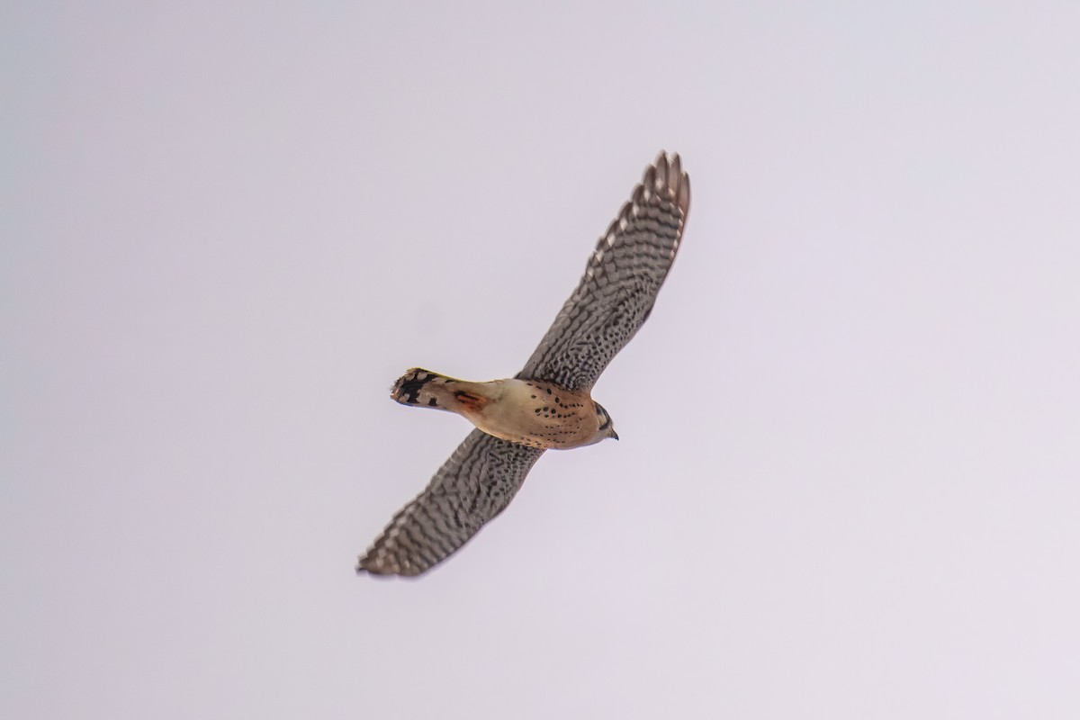 American Kestrel - ML646617682