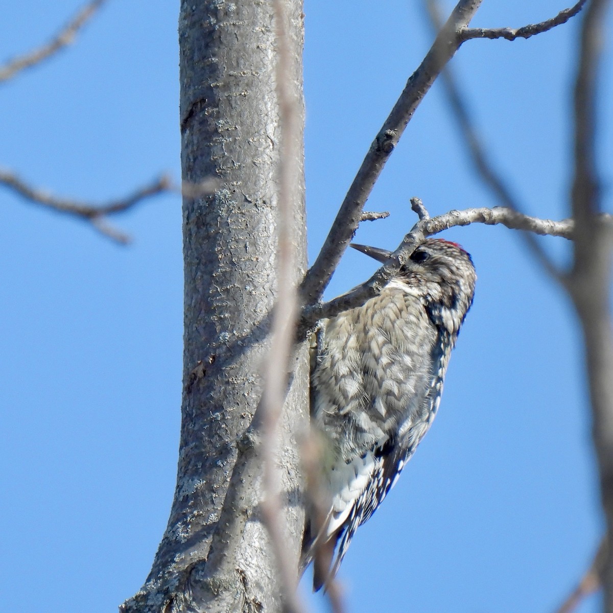 Yellow-bellied Sapsucker - ML646617683