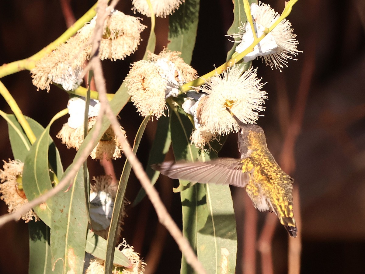 Anna's Hummingbird - ML646617686