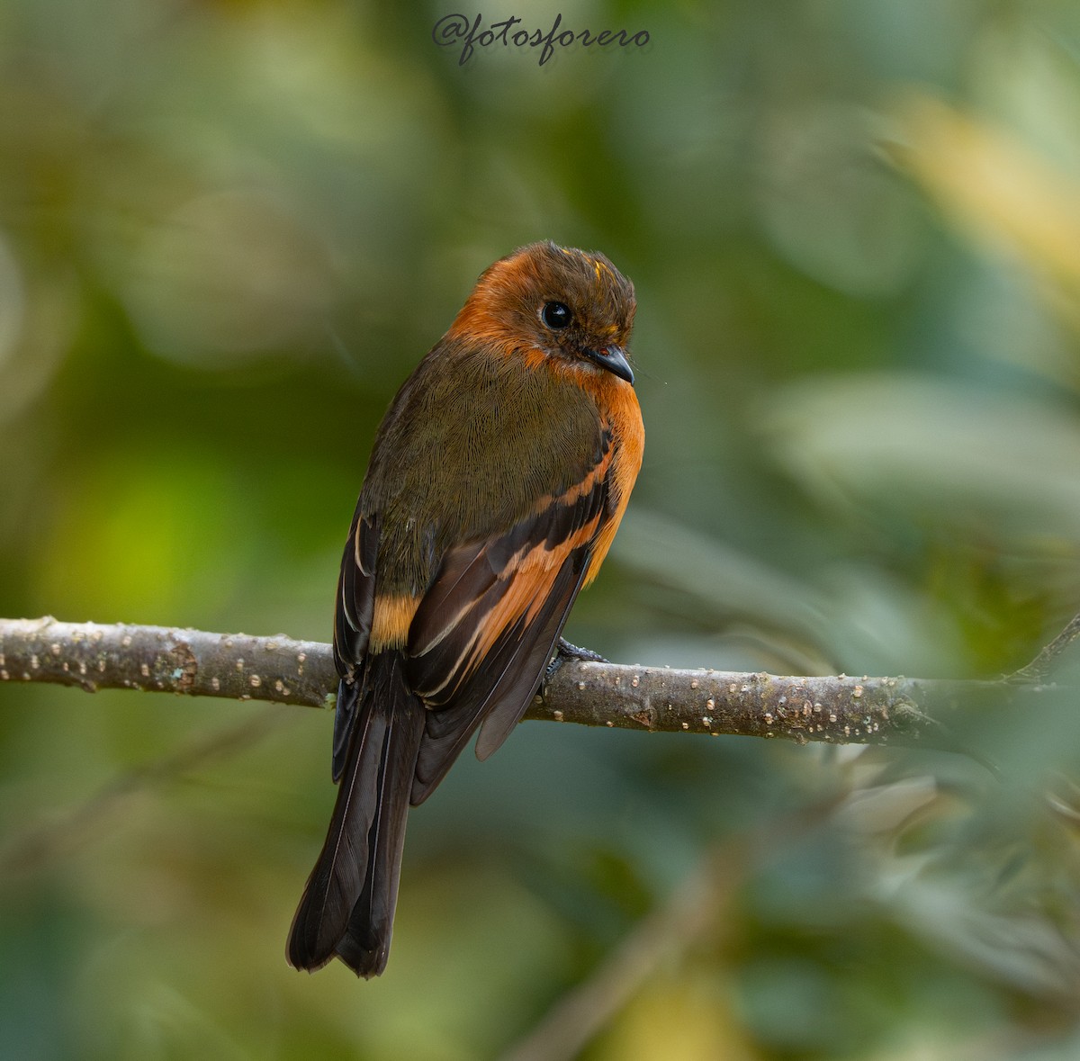 Cinnamon Flycatcher - ML646617687
