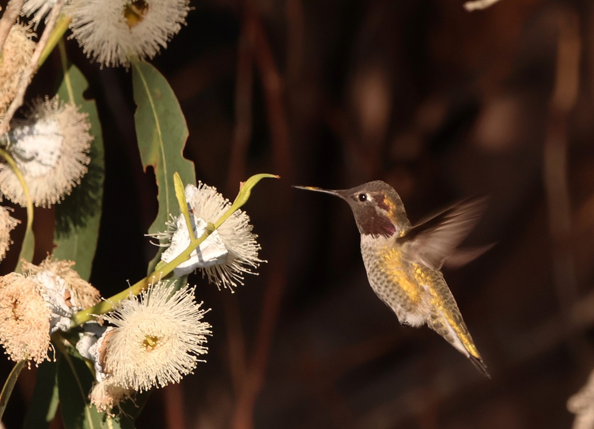 Anna's Hummingbird - ML646617688