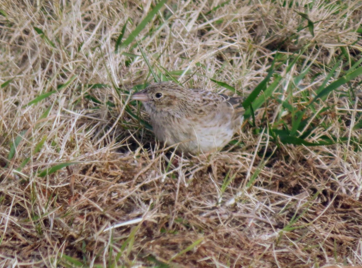 Cassin's Sparrow - ML646617690