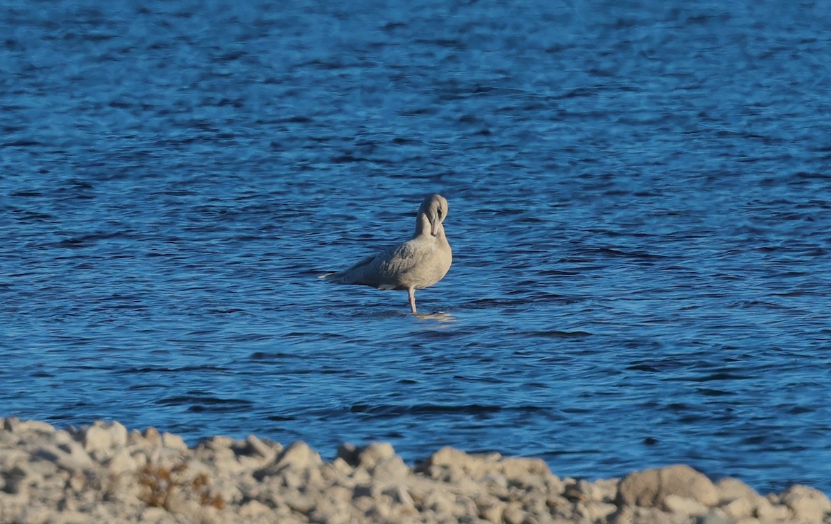 Glaucous Gull - ML646617694