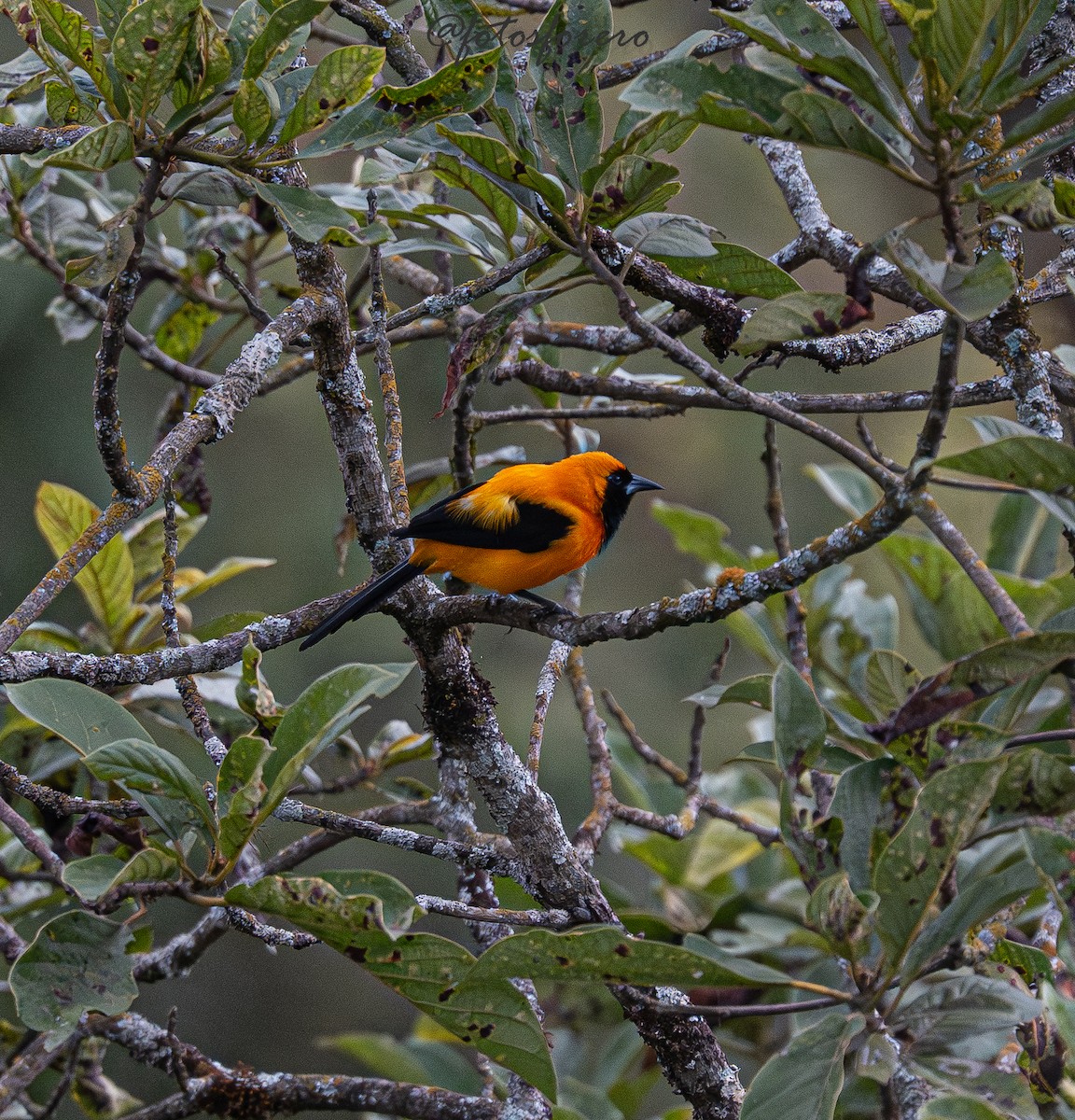 Yellow-backed Oriole - ML646617701