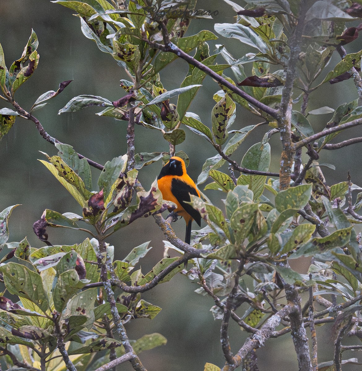 Yellow-backed Oriole - ML646617702