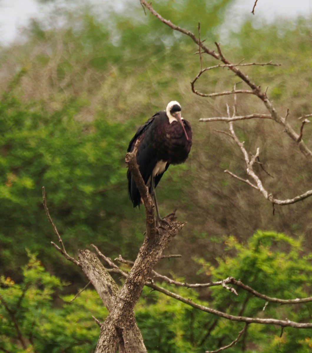 African Woolly-necked Stork - ML646617703