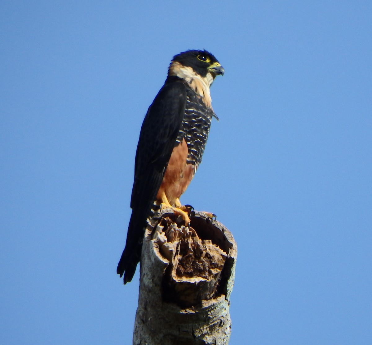 Bat Falcon - ML646617705