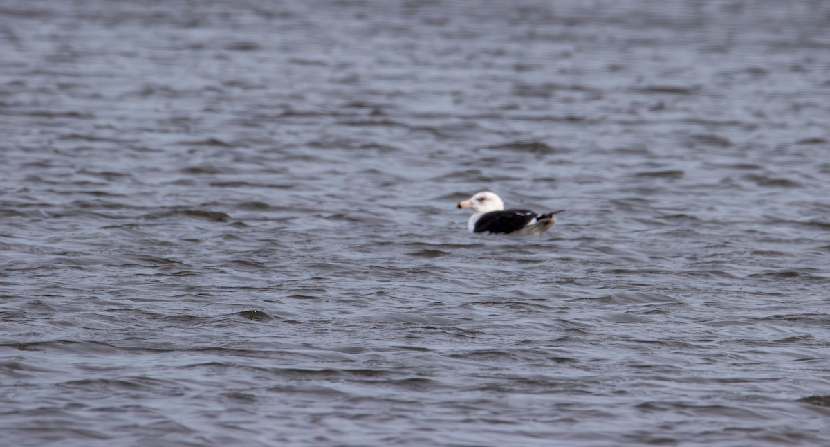 Great Black-backed Gull - ML646617707