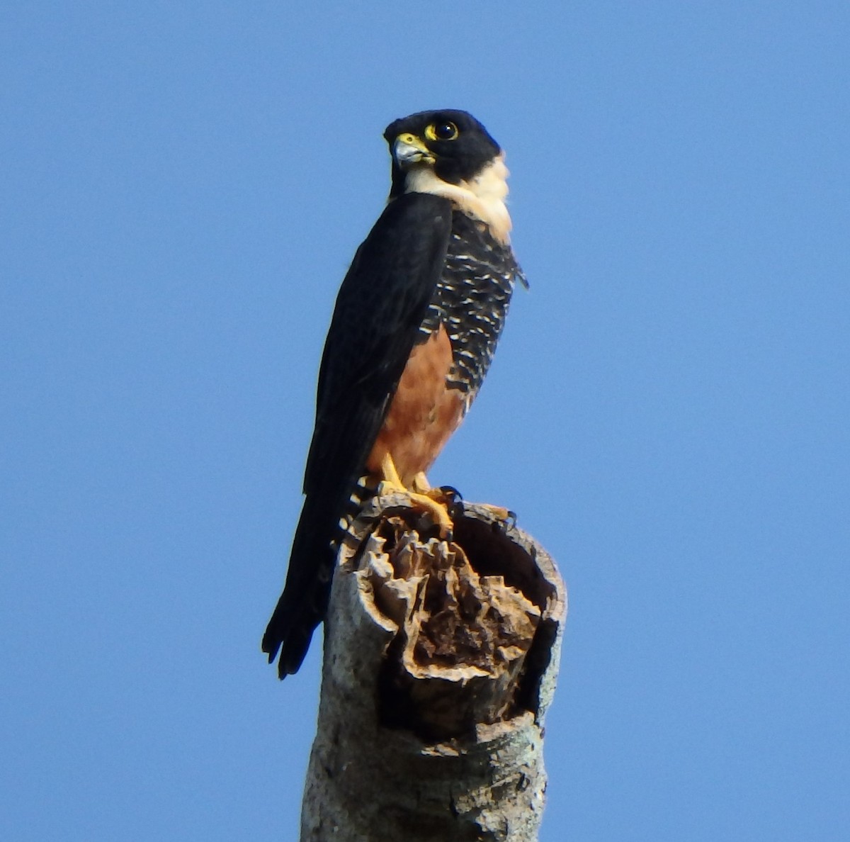 Bat Falcon - ML646617711