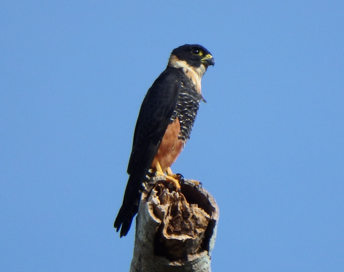 Bat Falcon - ML646617713