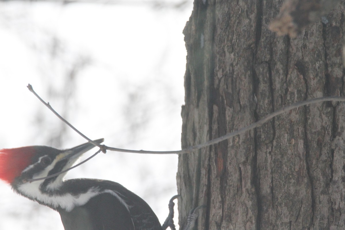Pileated Woodpecker - ML646617715