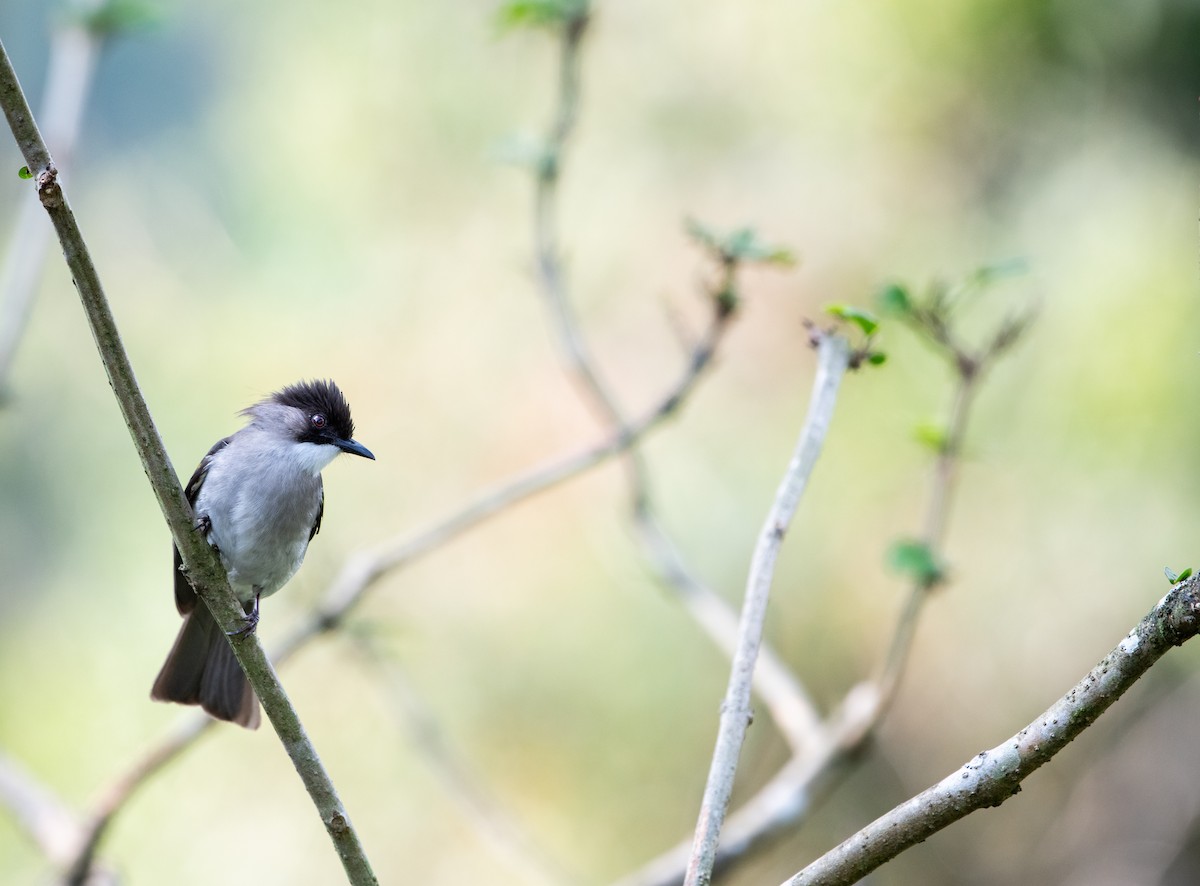 Ashy Bulbul - ML646617717