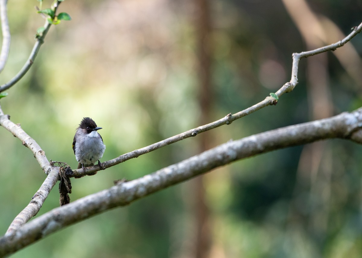 Ashy Bulbul - ML646617718