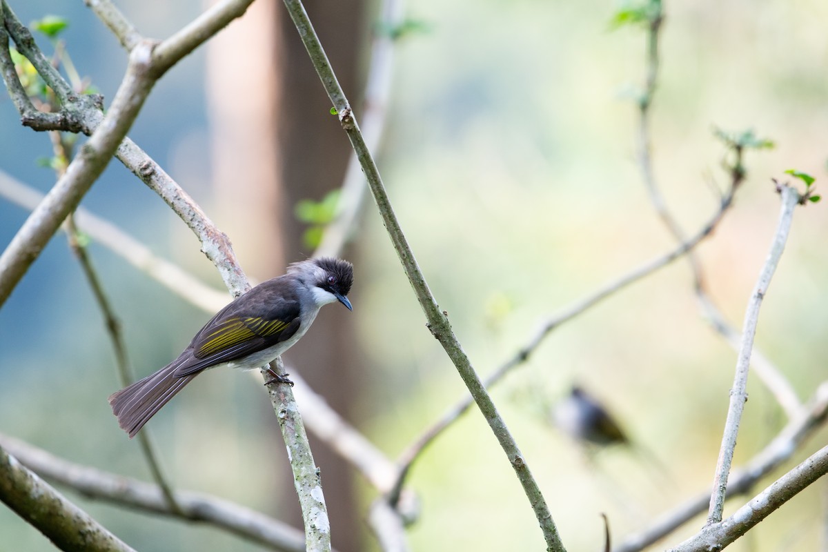 Ashy Bulbul - ML646617719