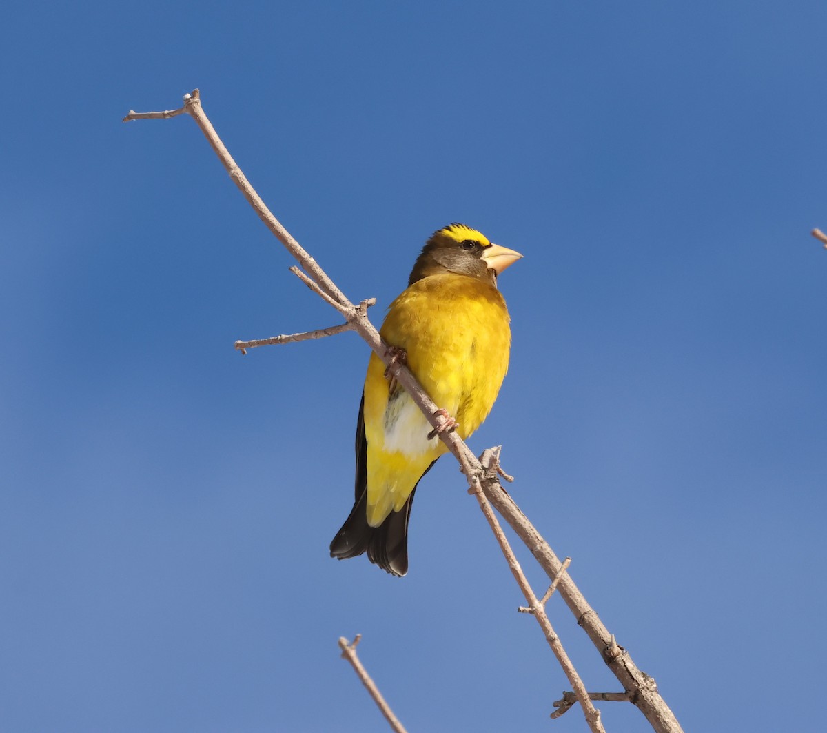Evening Grosbeak - ML646617720